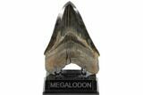 Serrated, Fossil Megalodon Tooth - Collector Quality #119384-1